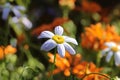 Close-up of a beautiful White Swan River Daisy Royalty Free Stock Photo