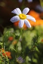 Close-up of a beautiful White Swan River Daisy Royalty Free Stock Photo