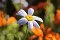 Close-up of a beautiful White Swan River Daisy Royalty Free Stock Photo