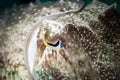 An isolated close up colorful squid cuttlefish underwater with big eye macro in Borneo, Malesya Royalty Free Stock Photo