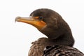 Isolated Close-up Double Crested Cormorant Royalty Free Stock Photo