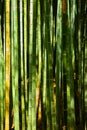 Isolated Close-up of Green Bamboo Tree Trunks in forest Royalty Free Stock Photo