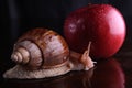 Spiral shell snail Achatina and apple Royalty Free Stock Photo