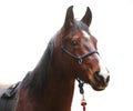 An isolated close up image of the purebred horse against white background Royalty Free Stock Photo