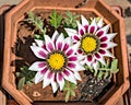 Isolated, close-up image of two white and pink Gazania flower in a squarish pot with yellow center