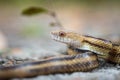 Isolated close up portrait of eastern yellow ratsnake Royalty Free Stock Photo