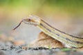 Isolated close up portrait of eastern yellow ratsnake Royalty Free Stock Photo