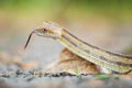 Isolated close up portrait of eastern yellow ratsnake Royalty Free Stock Photo