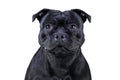 Isolated close-up portrait of Staffordshire Bull terrier breed dog of black color on empty white background. Royalty Free Stock Photo