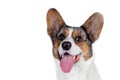 Isolated close-up portrait of Welsh Corgi Cardigan breed dog of merle color on empty white background.