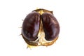 Isolated close-up of ripe shiny inshell horse chestnut on white background Royalty Free Stock Photo