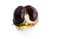 Isolated close-up of ripe shiny inshell horse chestnut on white background Royalty Free Stock Photo