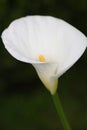 A Calla lily with water drops in a garden. Royalty Free Stock Photo