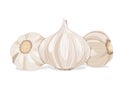 Isolated close up three garlic on white background.