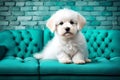 Isolated close-up of white cute puppy fluffy sofa, abstract teal brick background.