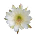 Isolated close up white flower on white background, Echinopsis cactus