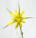isolated close up yellow flower of yellow salsify on light background Royalty Free Stock Photo