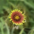 Gaillardia pulchella - Indian Blanket, Indian Blanketflower, Firewheel.