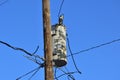 Isolated closeup of generic old rusty electric transformer on pole with with to signify the aging power grid Royalty Free Stock Photo