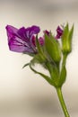 Isolated Closeup Macro Shot of Pelargonium or Garden Geranium Flowers of Capitcium Or Pink Sort Royalty Free Stock Photo