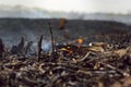 Isolated closeup of naturally monochromatic ashes and burnt yard waste pine needles, branches, etc left in the aftermath of a
