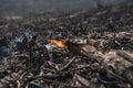 Isolated closeup of naturally monochromatic ashes and burnt yard waste pine needles, branches, etc left in the aftermath of a