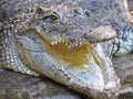 Isolated Closeup Picture of Alligator Crocodile Jaw Open Mouth