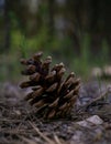 Isolated closeup of a pine cone, with a textured brown substance coating the stem Royalty Free Stock Photo