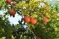 Isolated closeup of pomegranate fruit ripening on tree branch Royalty Free Stock Photo