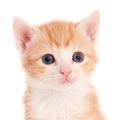 Isolated closeup shot of adorable ginger kitten with big gray eyes in front of a white background Royalty Free Stock Photo