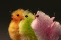 Isolated closeup shot of colorful small toy chicks