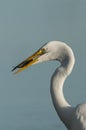 Isolated closeup shot of a great egret bird enjoying its meal on gray background Royalty Free Stock Photo