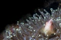 An isolated clown fish looking at you in Cebu Philippines