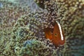 Isolated clown fish portrait while looking at you