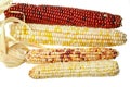 Isolated cobs of indian corn