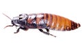 Isolated cockroach