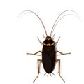 Isolated cockroach on transparent background