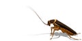 Isolated cockroach on transparent background