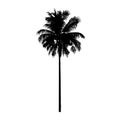 Isolated coconut palm tree, natural plant sign, vector