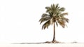 Isolated Coconut Palm Tree on White Background for Creative Projects Royalty Free Stock Photo