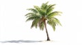 Isolated Coconut Palm Tree on White Background for Creative Projects Royalty Free Stock Photo