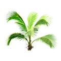 Isolated coconut tree, natural plant sign, palm tree vector