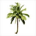 Isolated Coconut Tree. Vector Logo Design. Natural Plant