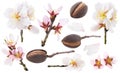 Isolated collection of almond tree blossoms and fruits Royalty Free Stock Photo