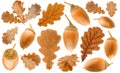 Isolated collection of autumn oak leaves and acorns Royalty Free Stock Photo