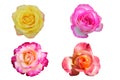 isolated collection of colorful beauty roses