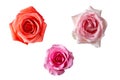 isolated collection of fresh bloom roses Royalty Free Stock Photo