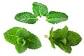 Isolated collection fresh mint Royalty Free Stock Photo