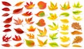 Isolated collection of multicolored autumn tree leaves