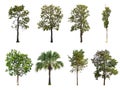 Isolated collection trees on white background Royalty Free Stock Photo